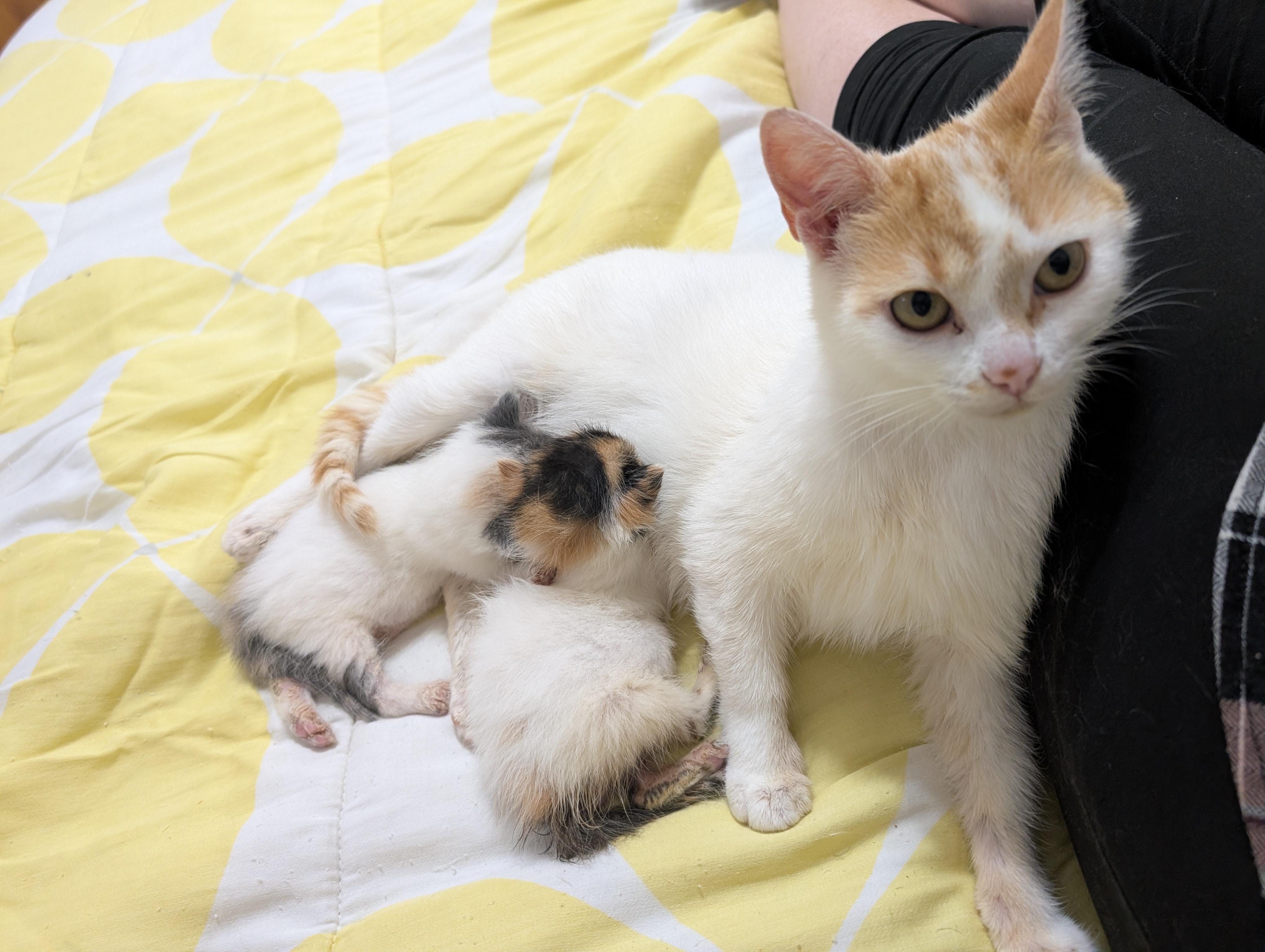 Enlarge Merida, a Adoptable Domestic Short Hair in Cambridge, ON image 4/5