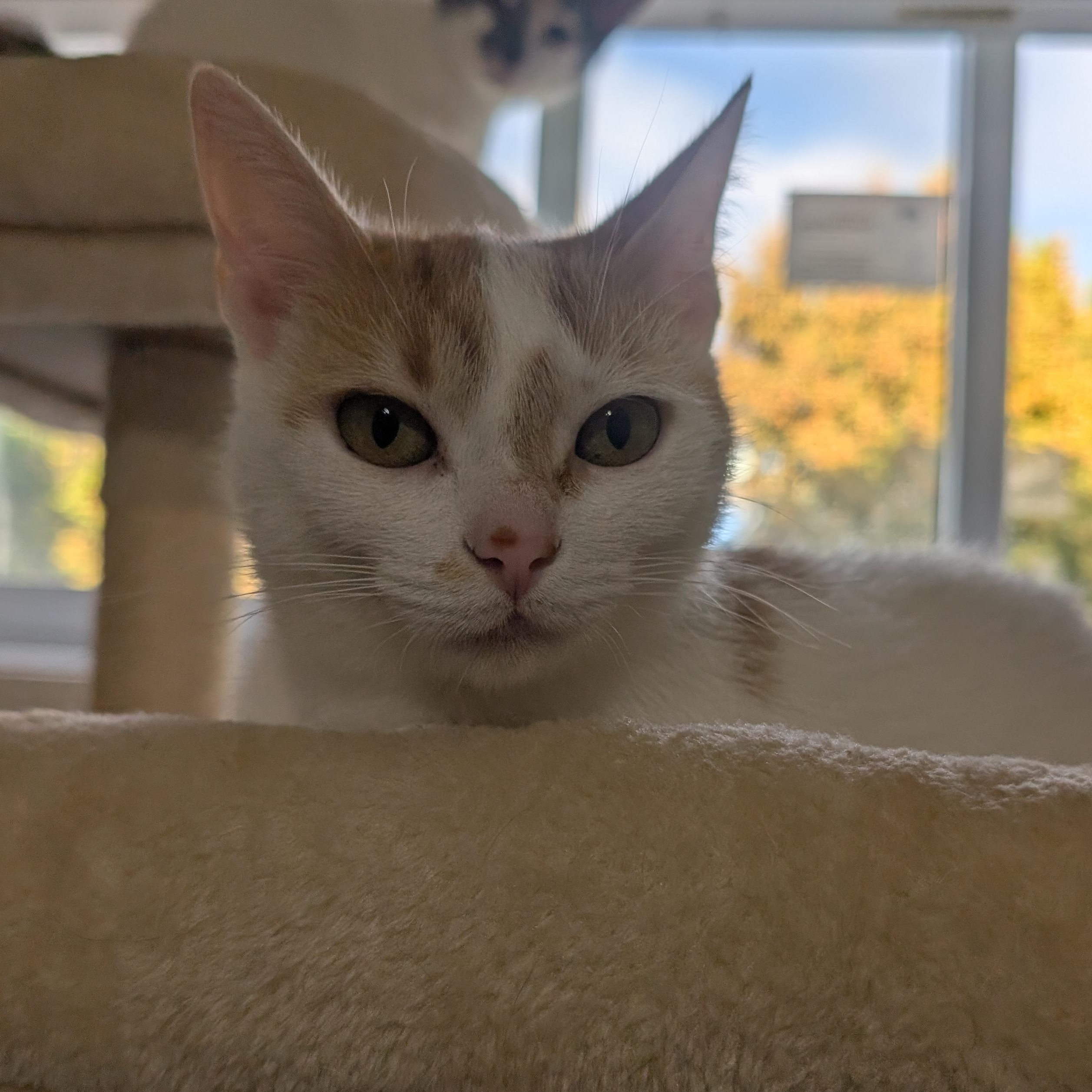 Enlarge Merida, a Adoptable Domestic Short Hair in Cambridge, ON image 1/5
