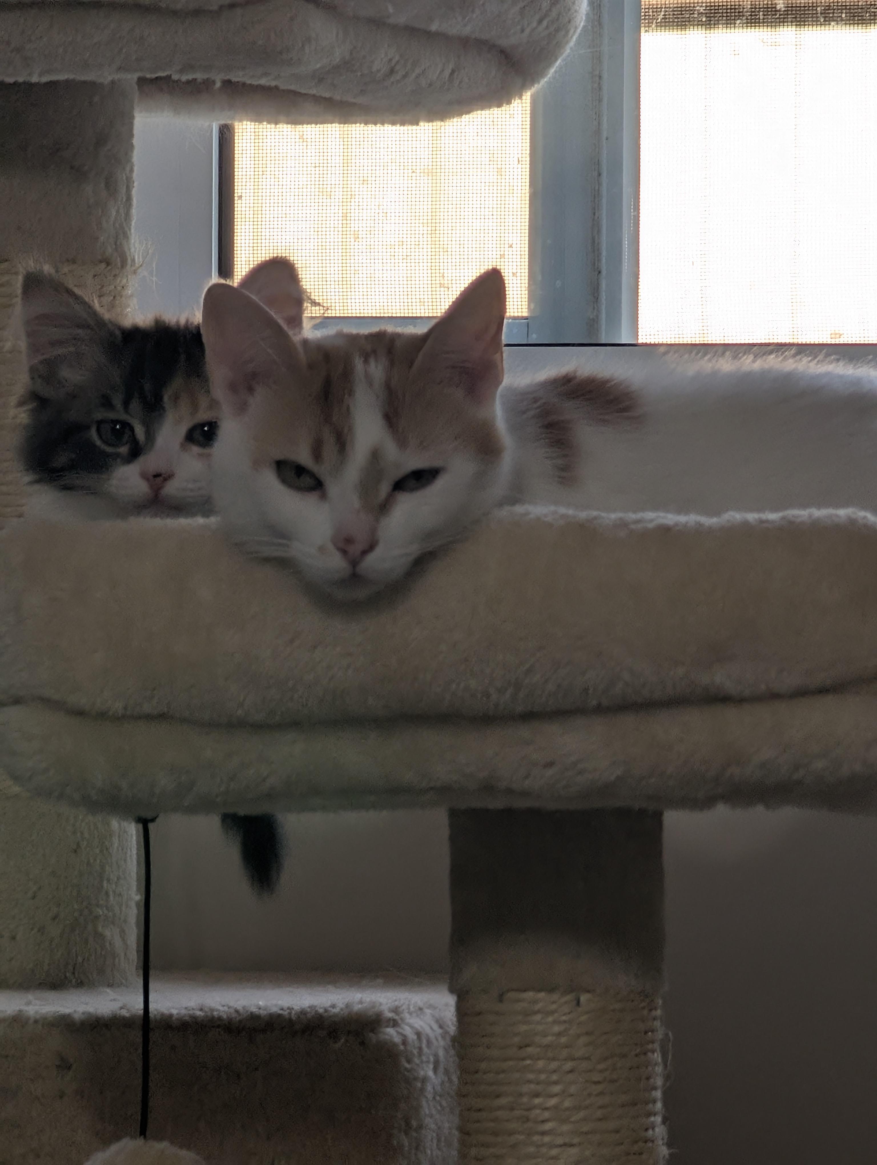 Enlarge Merida, a Adoptable Domestic Short Hair in Cambridge, ON image 3/5