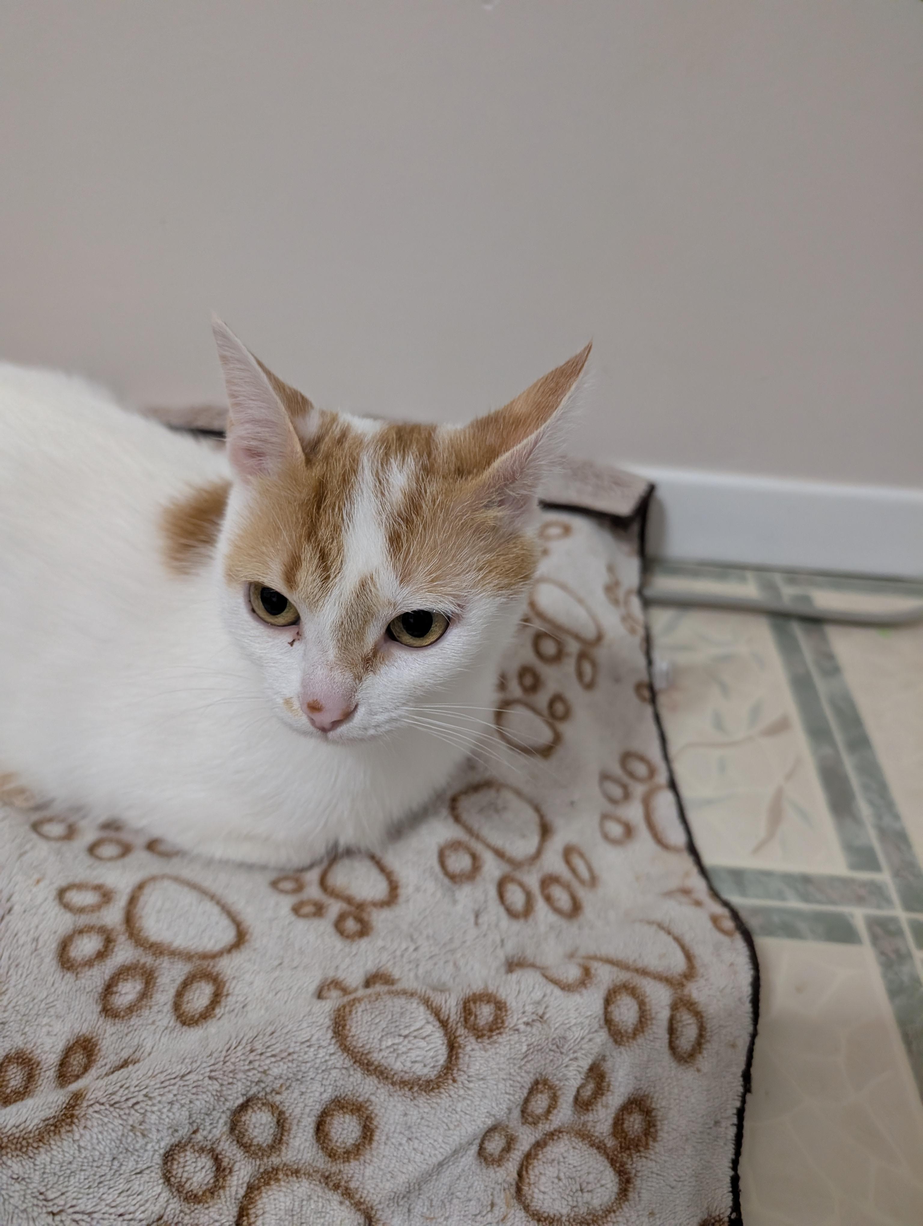 Enlarge Merida, a Adoptable Domestic Short Hair in Cambridge, ON image 2/5