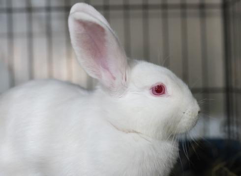 Enlarge Winter, a Adoptable Bunny Rabbit in Navarre, FL image 3/4