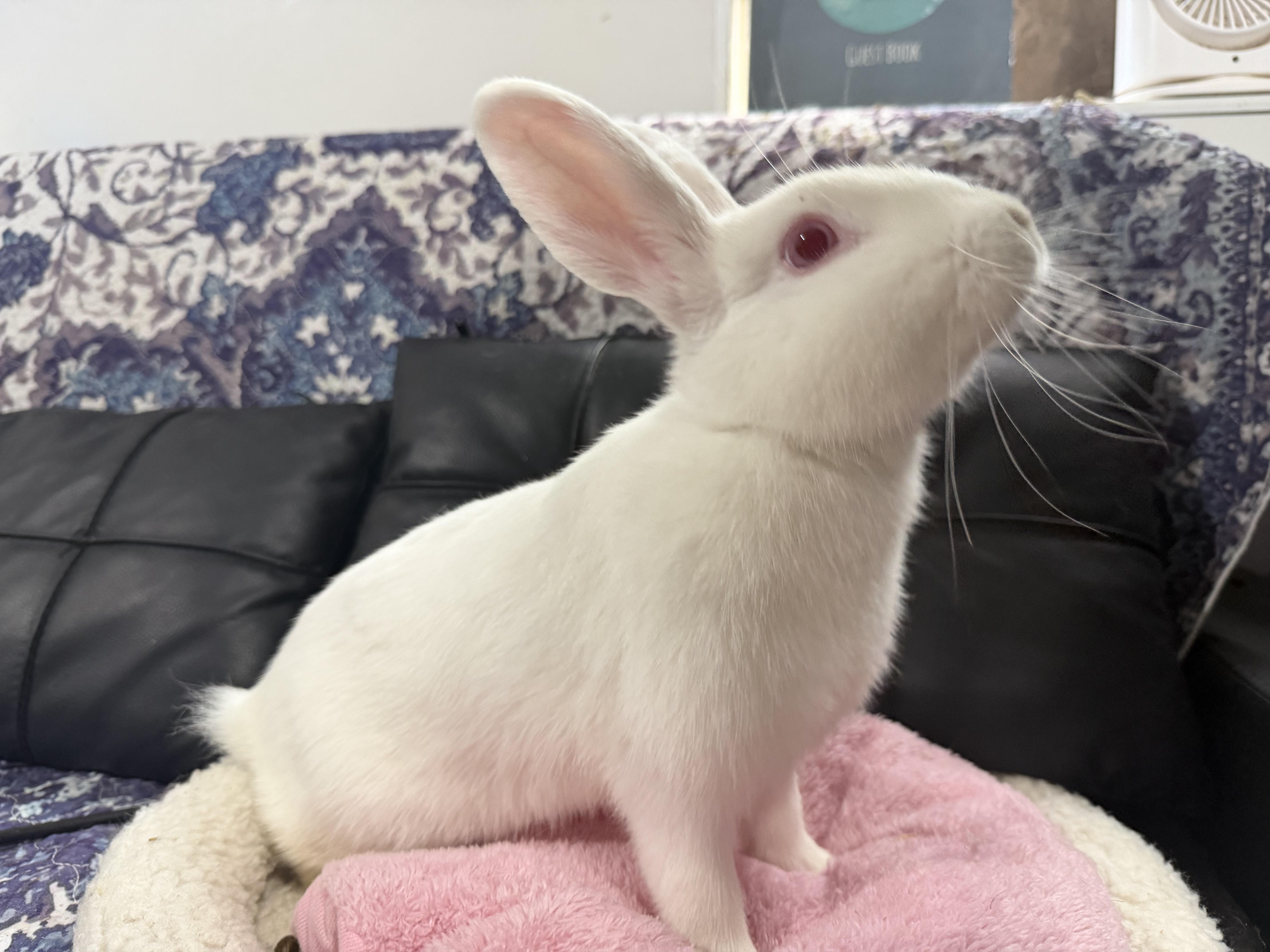 Winter, Adoptable, Young Female Bunny Rabbit.