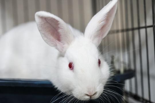 Enlarge Winter, a Adoptable Bunny Rabbit in Navarre, FL image 2/4