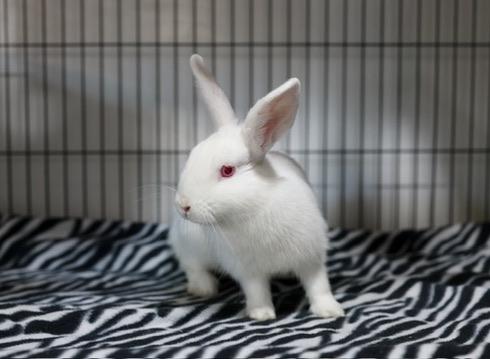 Enlarge Winter, a Adoptable Bunny Rabbit in Navarre, FL image 4/4