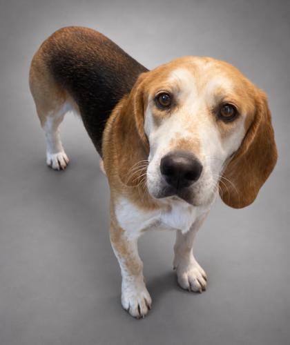 Wally, Adoptable, Adult Male Hound & Mixed Breed.