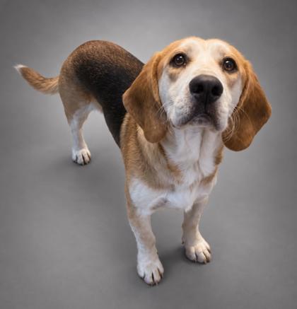 Enlarge Wally, a Adoptable mixed breed in Bowling Green, KY image 2/3