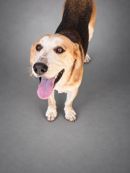 Enlarge Wally, a Adoptable mixed breed in Bowling Green, KY image 3/3