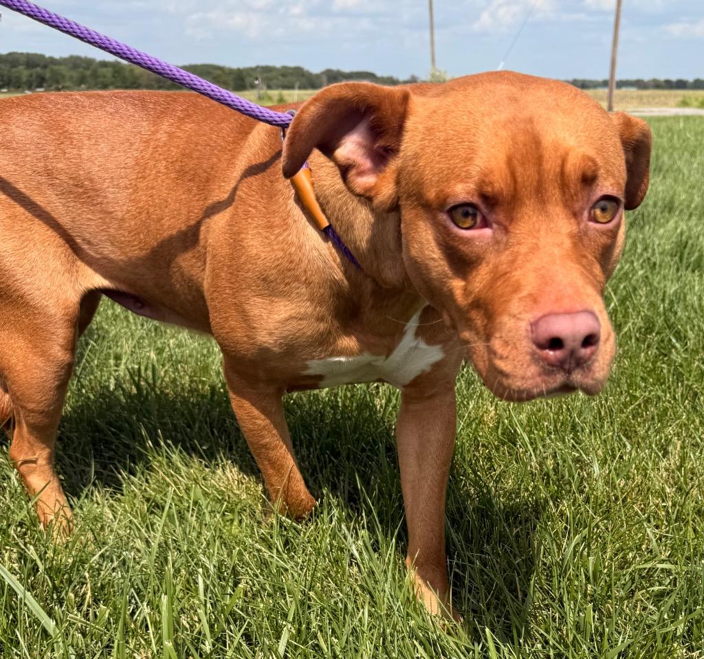 Sienna, Adoptable, Young Female Terrier.