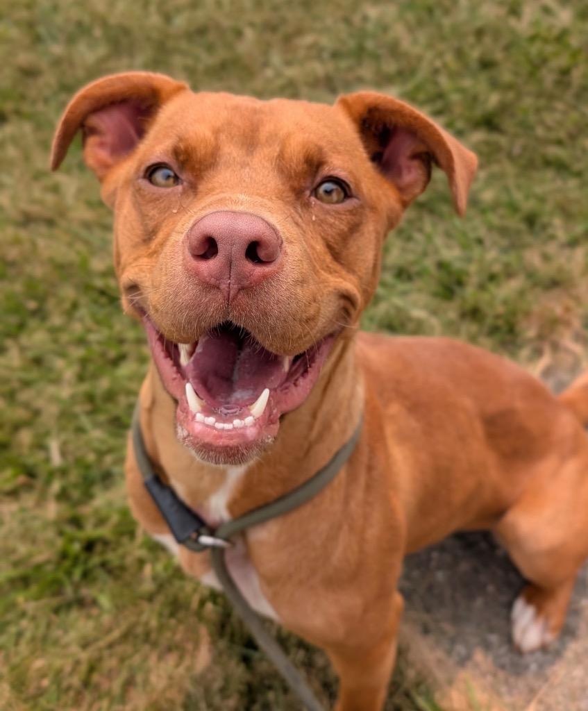 Enlarge Sienna, a Adoptable mixed breed in Defiance, OH image 2/6