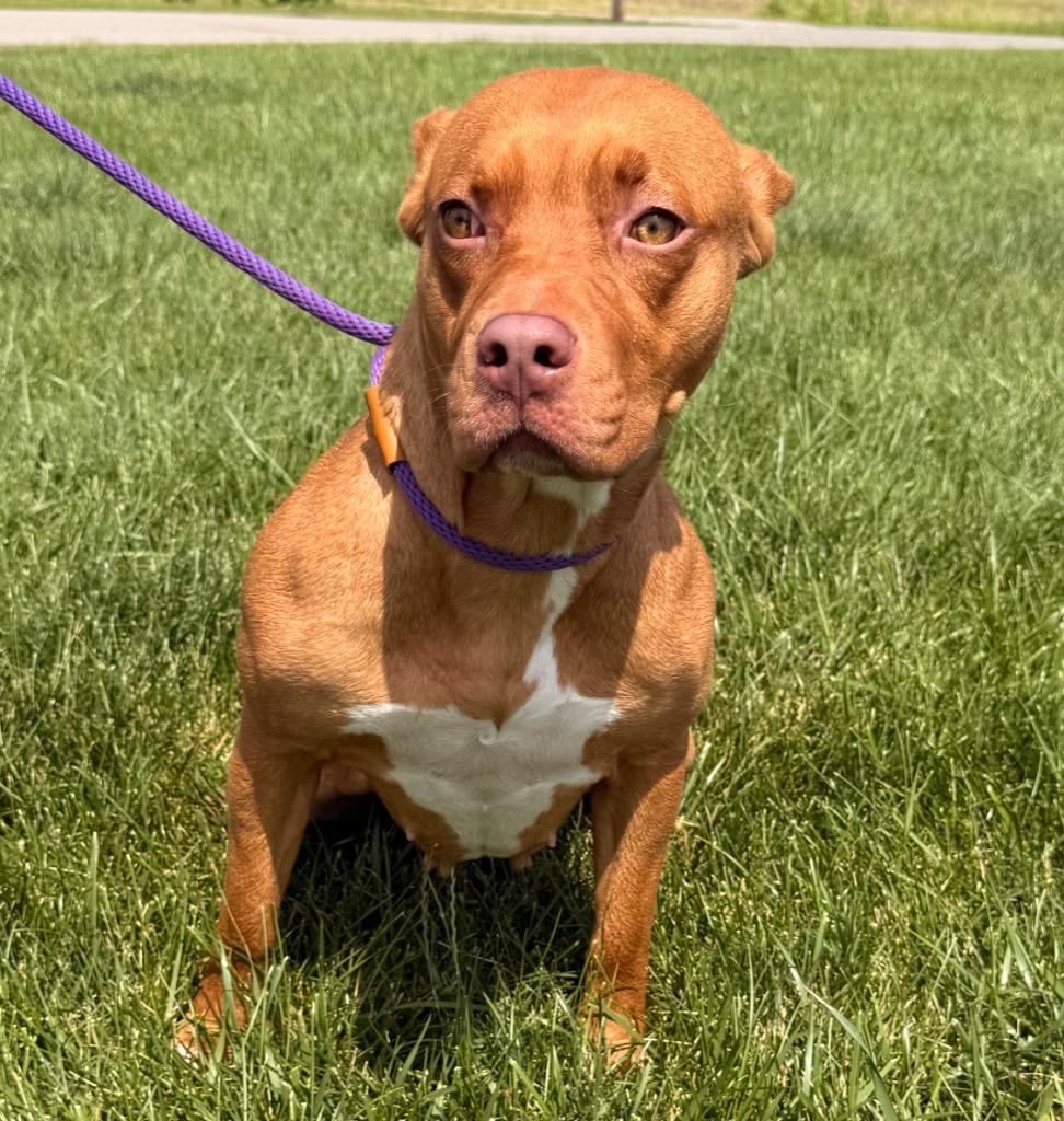 Enlarge Sienna, a Adoptable mixed breed in Defiance, OH image 3/6