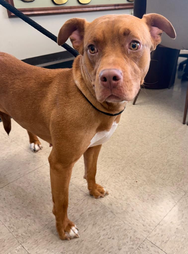 Enlarge Sienna, a Adoptable mixed breed in Defiance, OH image 4/6