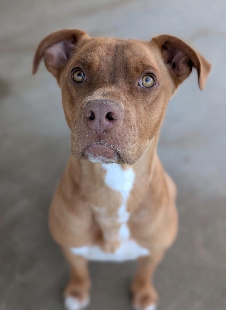 Enlarge Sienna, a Adoptable mixed breed in Defiance, OH image 4/6