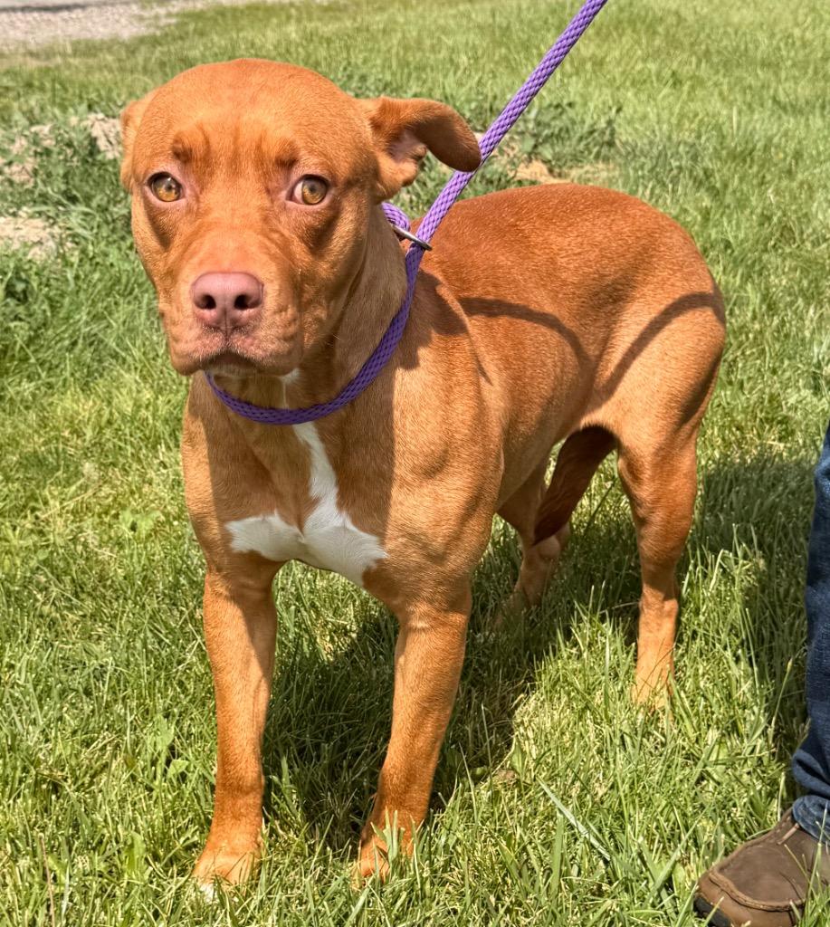 Enlarge Sienna, a Adoptable mixed breed in Defiance, OH image 5/6
