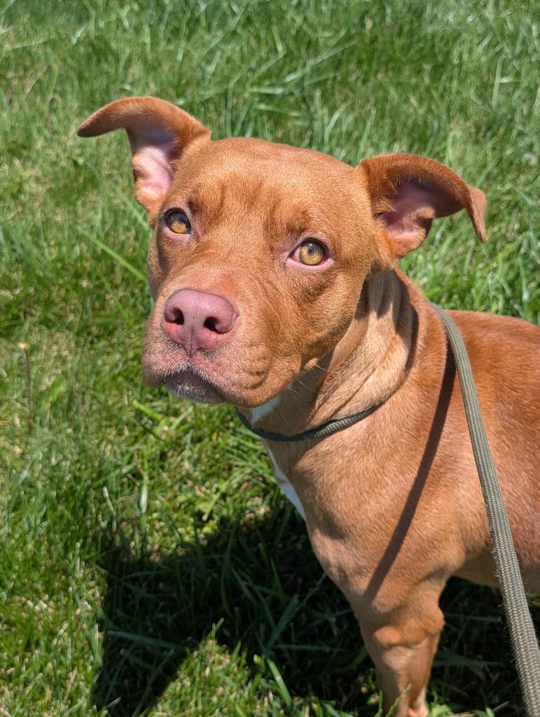Enlarge Sienna, a Adoptable mixed breed in Defiance, OH image 6/6