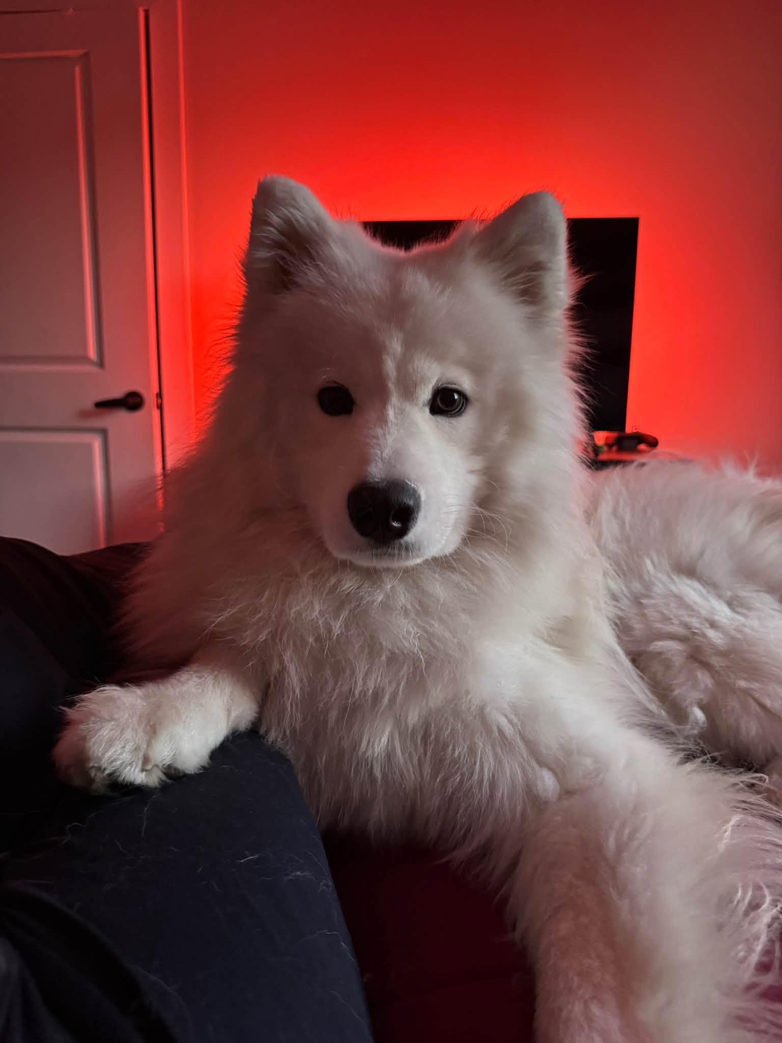 Enlarge Seiko, a Adoptable Samoyed in Lehigh Valley, PA image 2/3
