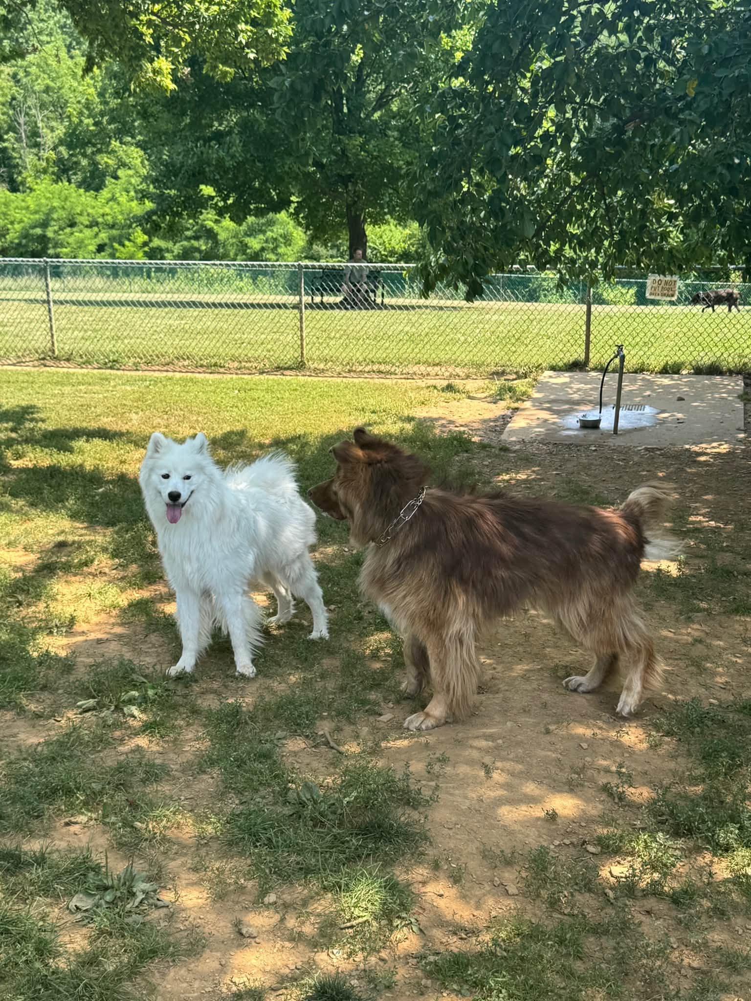 Enlarge Seiko, a Adoptable Samoyed in Lehigh Valley, PA image 3/3