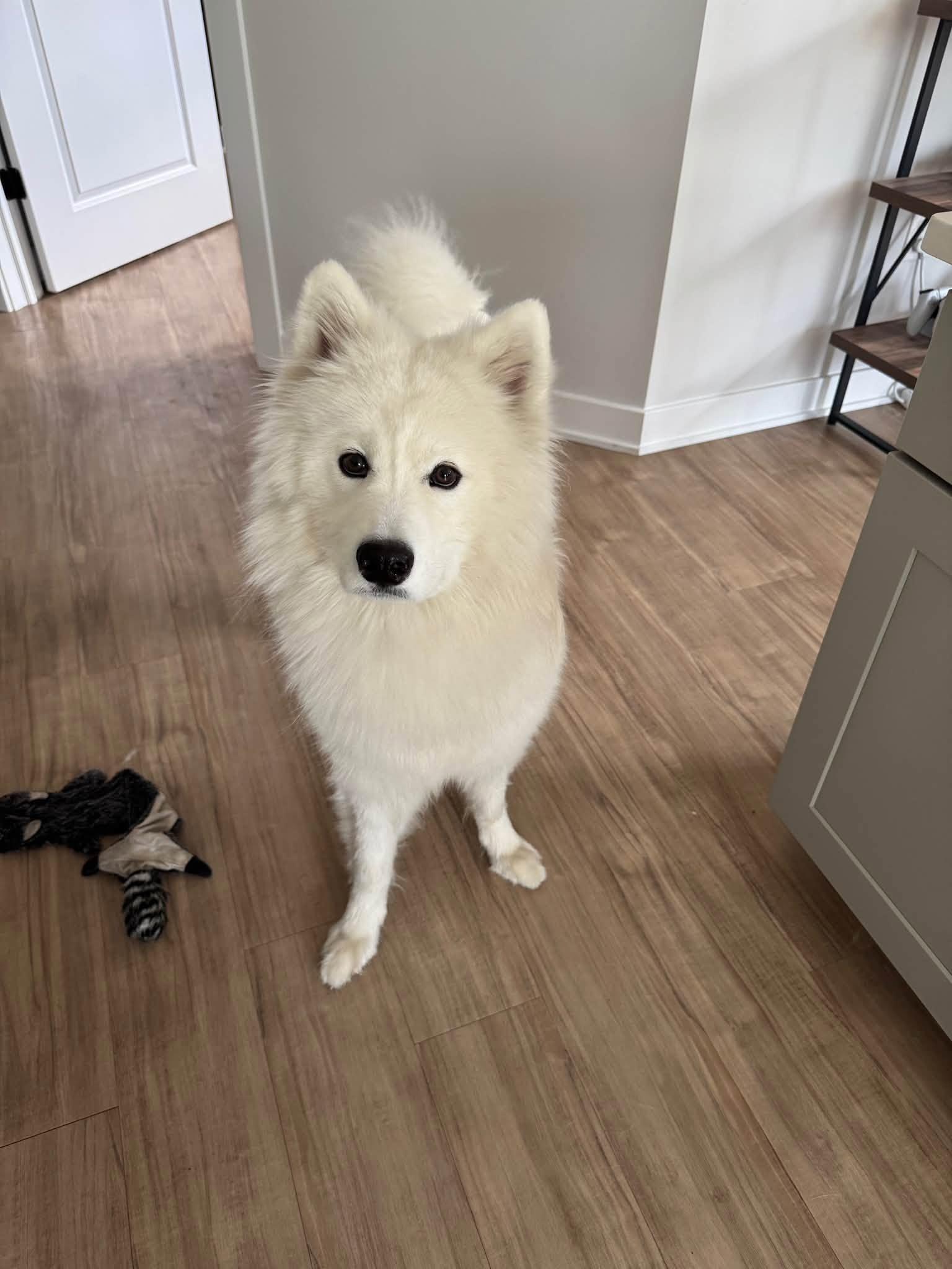 Seiko, Adoptable, Young Male Samoyed.