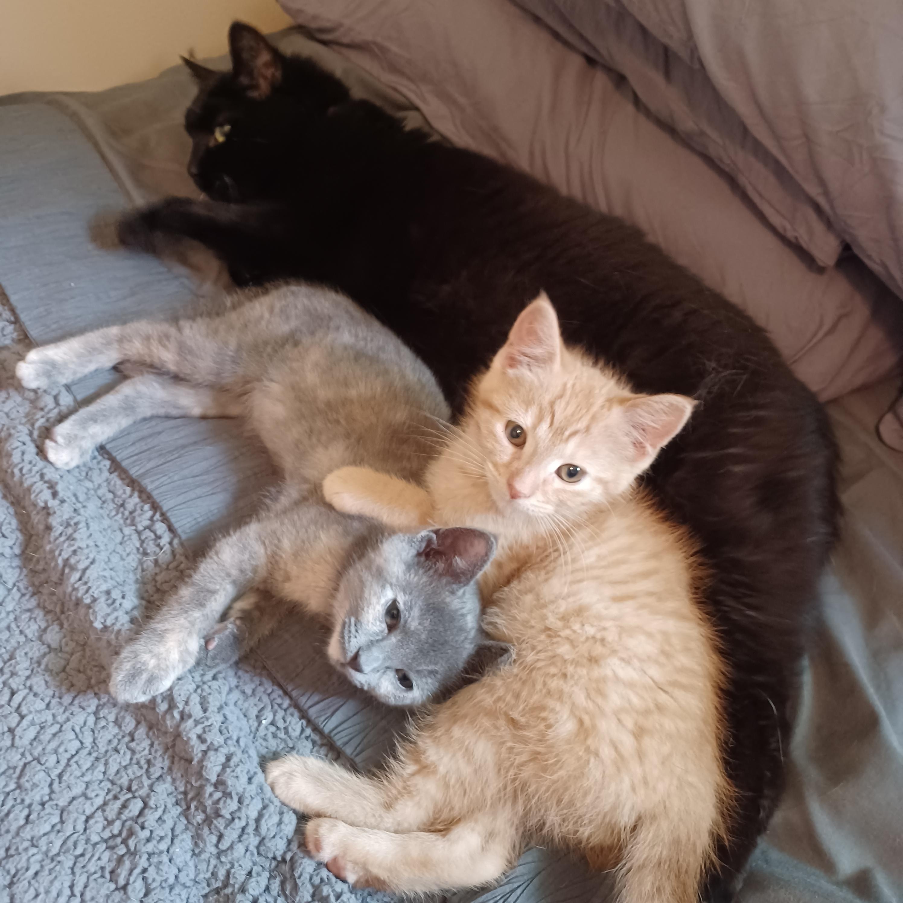 Colin, a ADOPTABLE Domestic Short Hair in Milwaukee, WI image 1/3