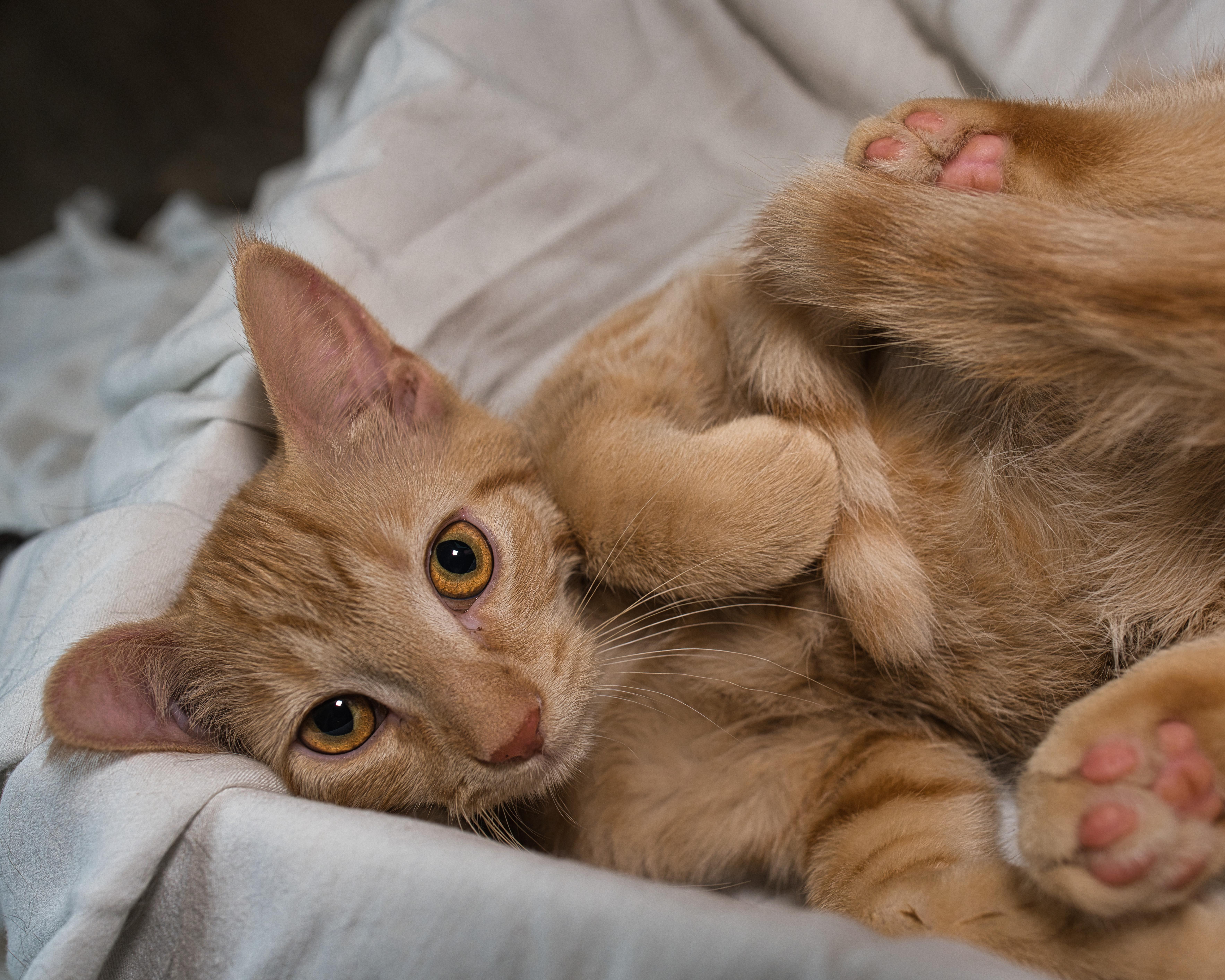 Colin, a ADOPTABLE Domestic Short Hair in Milwaukee, WI image 2/3