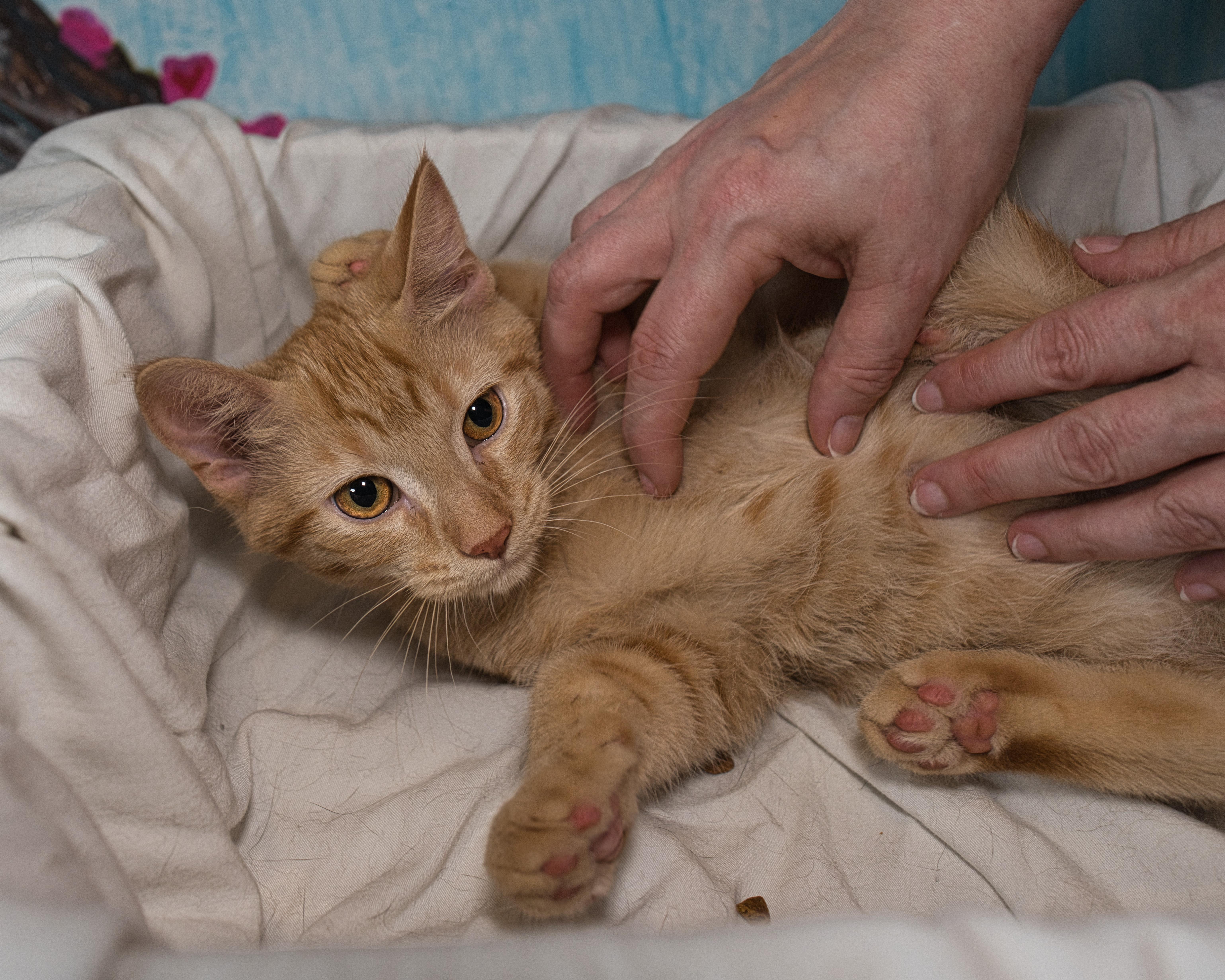 Colin, a ADOPTABLE Domestic Short Hair in Milwaukee, WI image 3/3