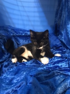 Niko, Adoptable, Kitten Male Maine Coon & Tuxedo.