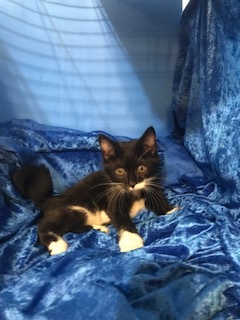 Niko, a Adoptable mixed breed in Gainesville, FL image 2/6