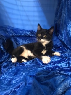 Niko, a Adoptable mixed breed in Gainesville, FL image 3/6