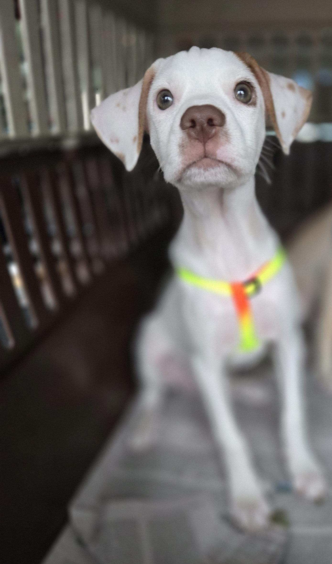 Copilot, an adopted mixed breed in Orlando, FL image 4/6