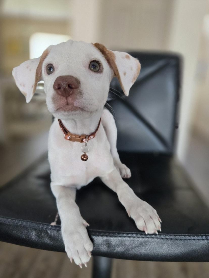 Copilot, an adopted mixed breed in Orlando, FL image 2/6