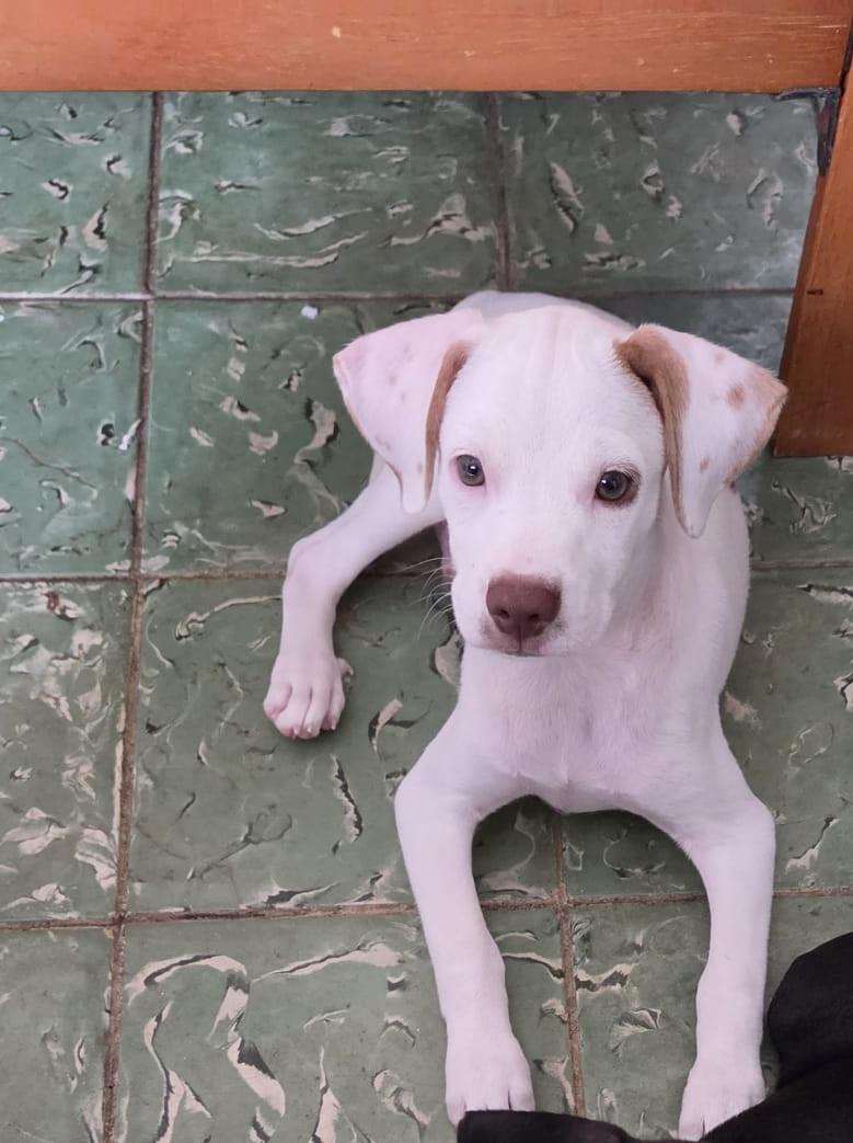 Copilot, an adopted mixed breed in Orlando, FL image 5/6