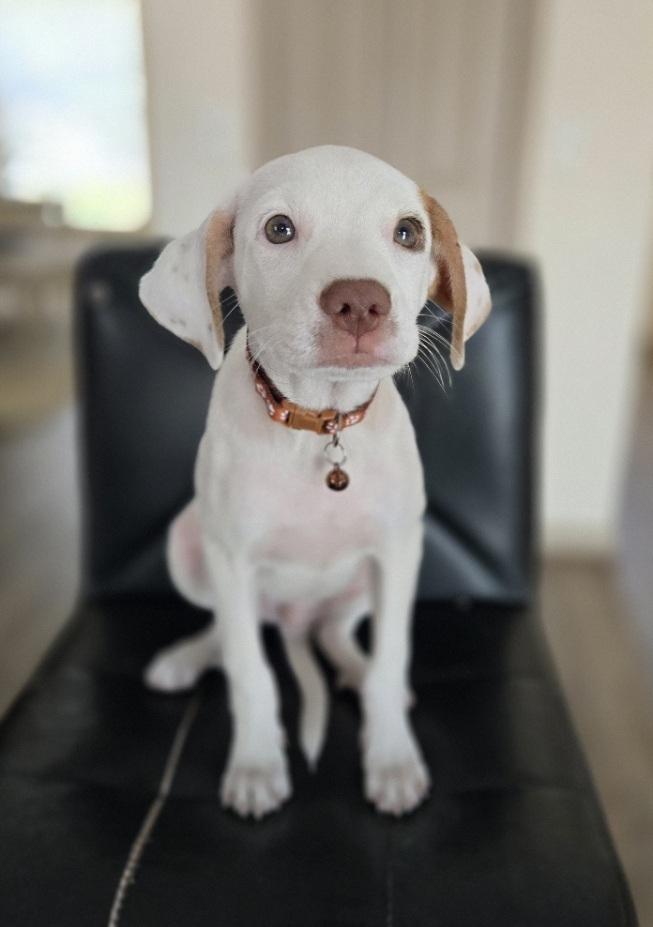 Copilot, adopted, Puppy Male Mixed Breed.