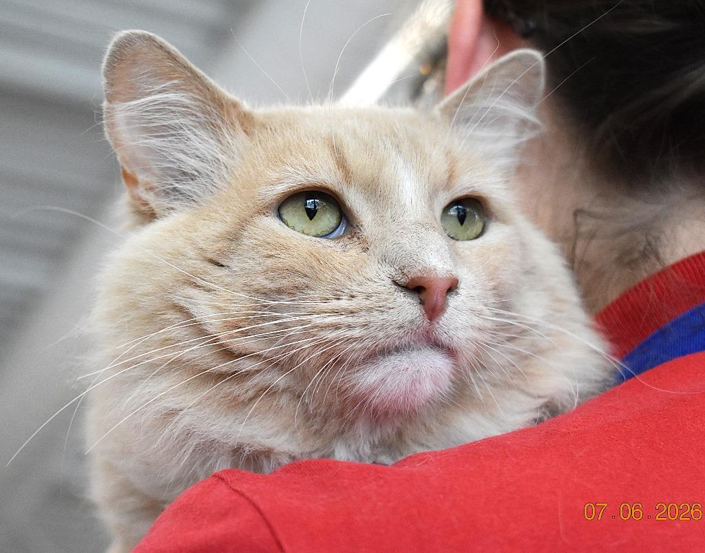 Gabriel, Adoptable, Adult Male Domestic Long Hair.
