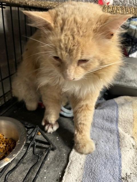 Enlarge Gabriel, a Adoptable mixed breed in Fort Oglethorpe, GA image 3/4