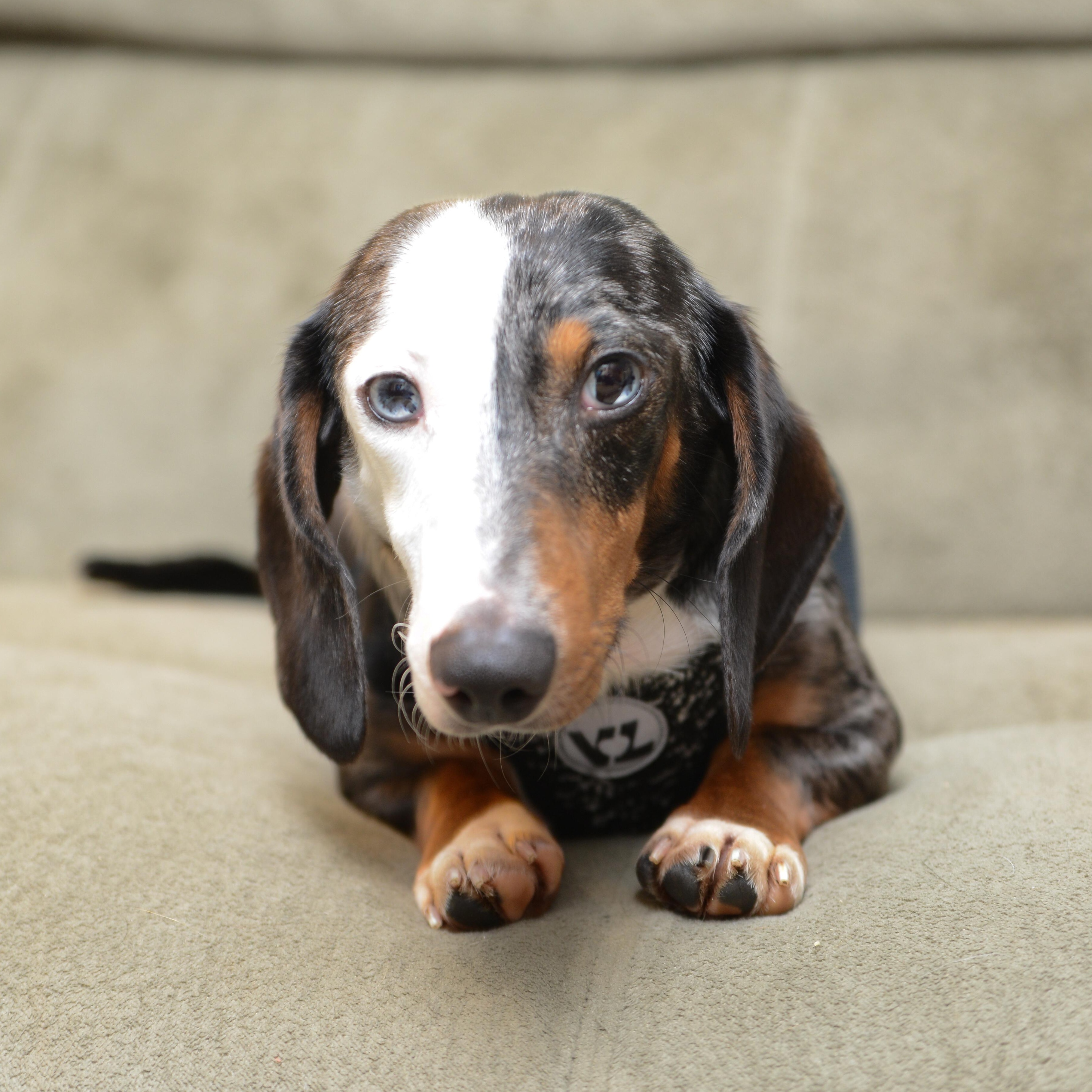 Enlarge Frank, an adopted Dachshund in Morrisville, PA image 2/3