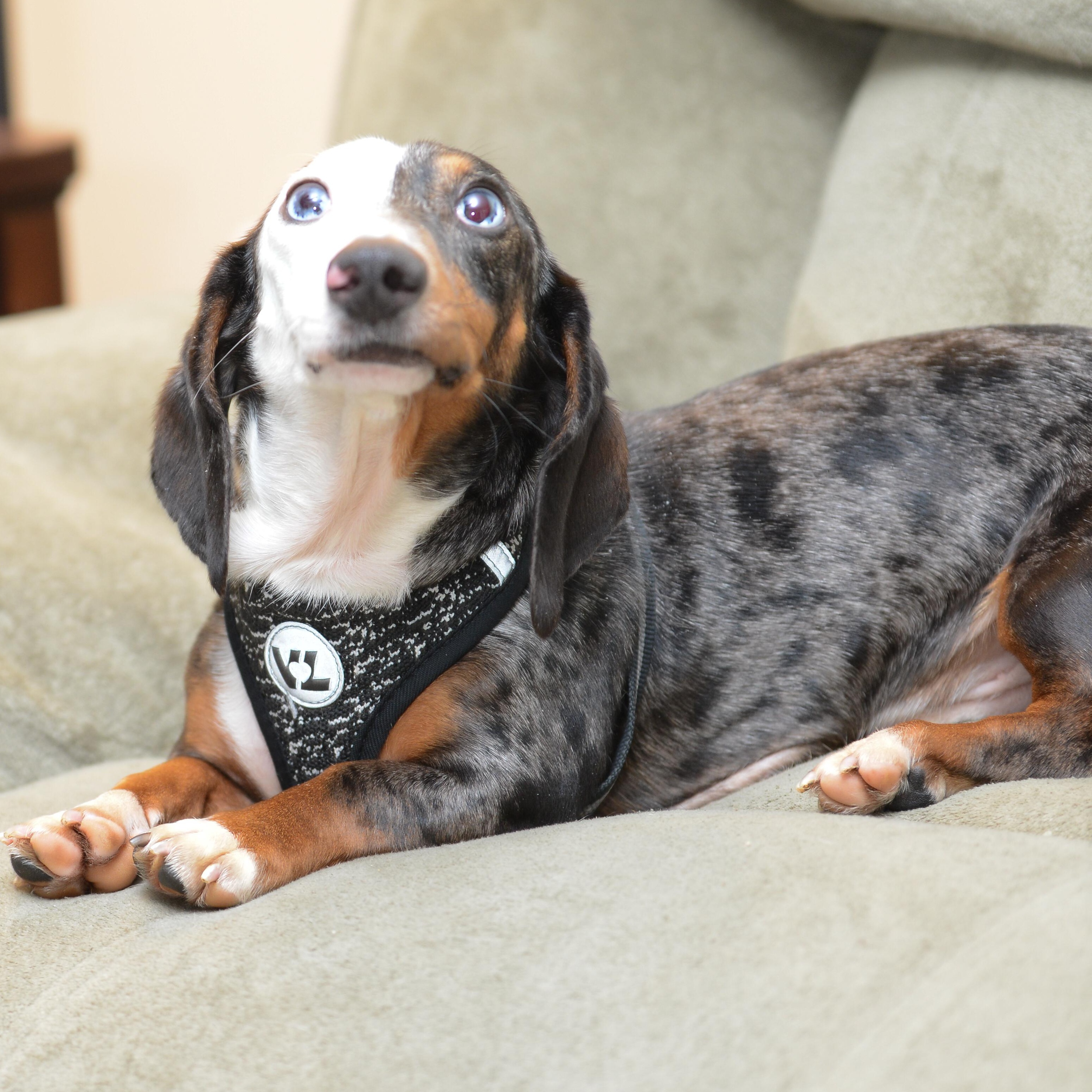 Enlarge Frank, an adopted Dachshund in Morrisville, PA image 3/3