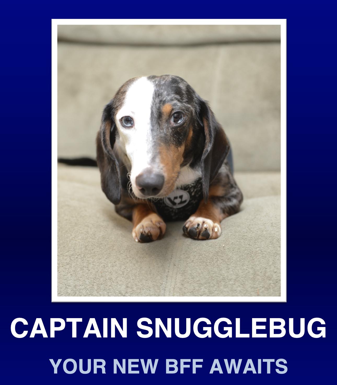 Enlarge Frank, an adopted Dachshund in Morrisville, PA image 1/3