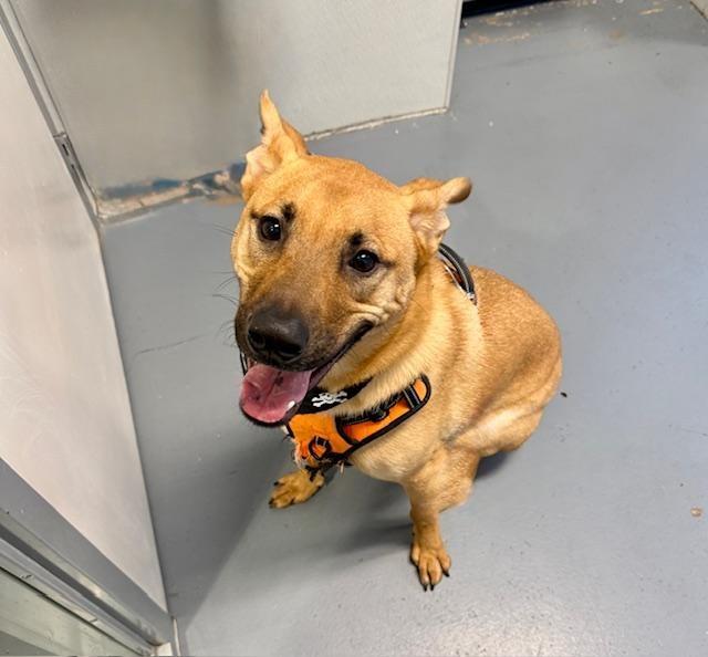 Enlarge King, an adoptable Boxer in Winter Haven, FL image 1/2