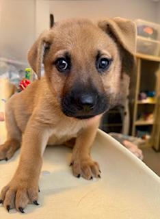 Enlarge King, an adoptable Boxer in Winter Haven, FL image 2/2