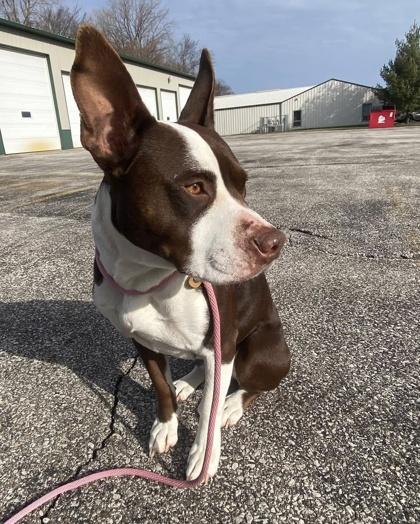 Bumblebee, Adoptable, Young Female Mixed Breed & Mixed Breed.