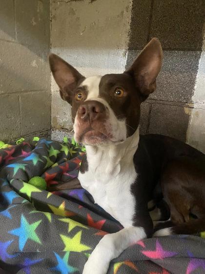 Enlarge Bumblebee, a Adoptable mixed breed in Hobart, IN image 2/3