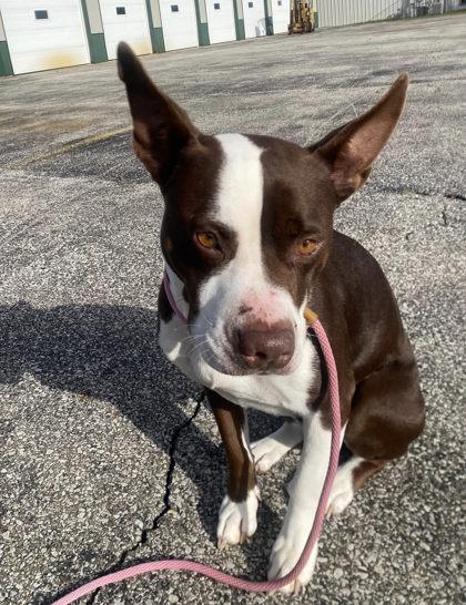 Enlarge Bumblebee, a Adoptable mixed breed in Hobart, IN image 3/3