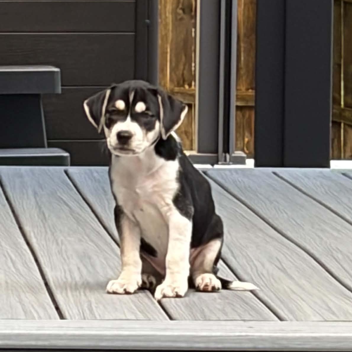 Enlarge Caitlyn, a Adopted mixed breed in Lewisville, IN image 1/2