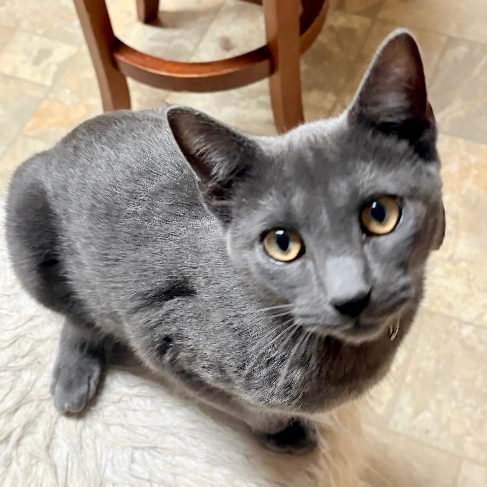 Charcoal, adopted, Young Male Domestic Short Hair & Russian Blue.