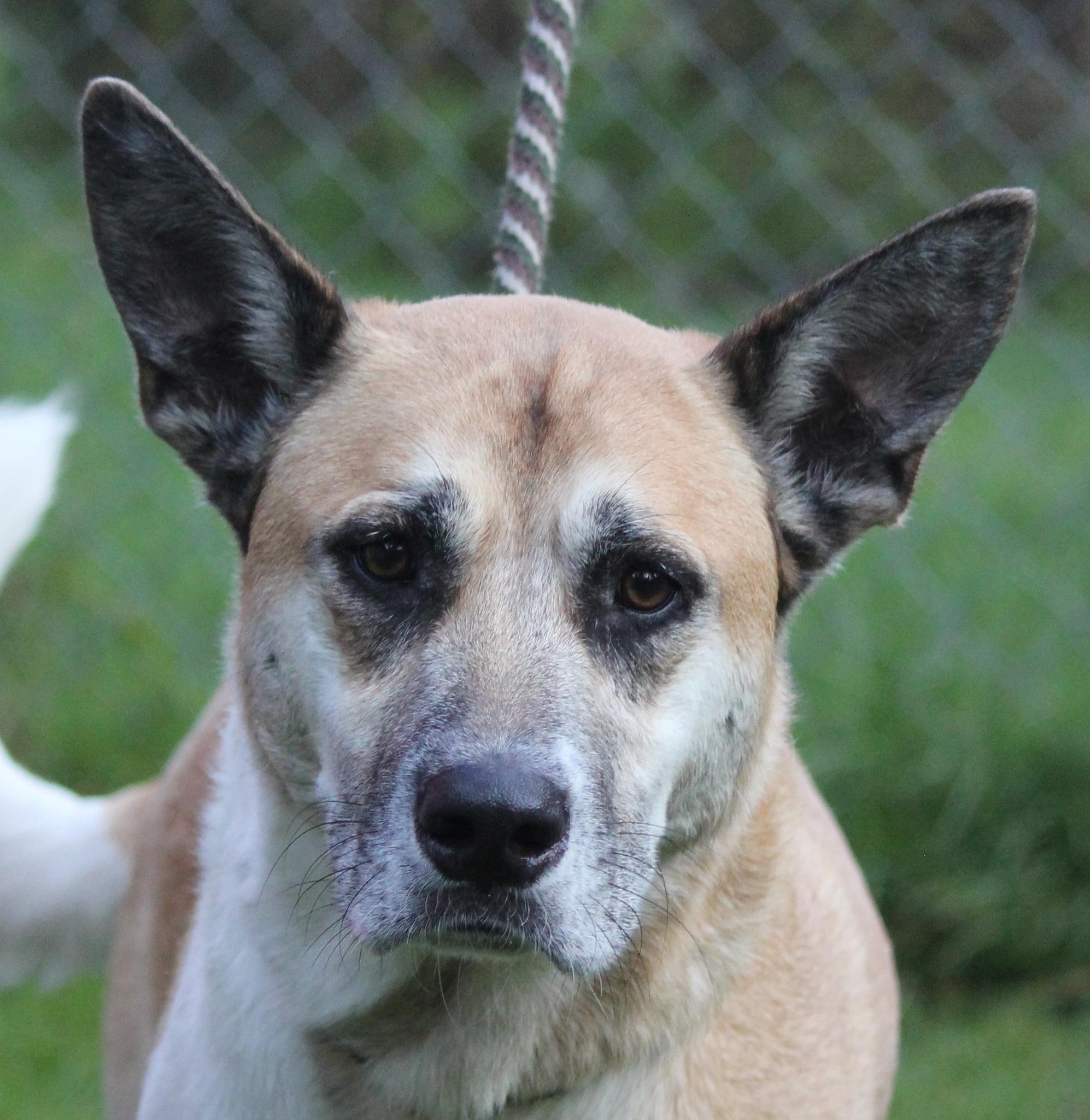 Enlarge BamBam, a Adoptable mixed breed in Hayward, WI image 1/1