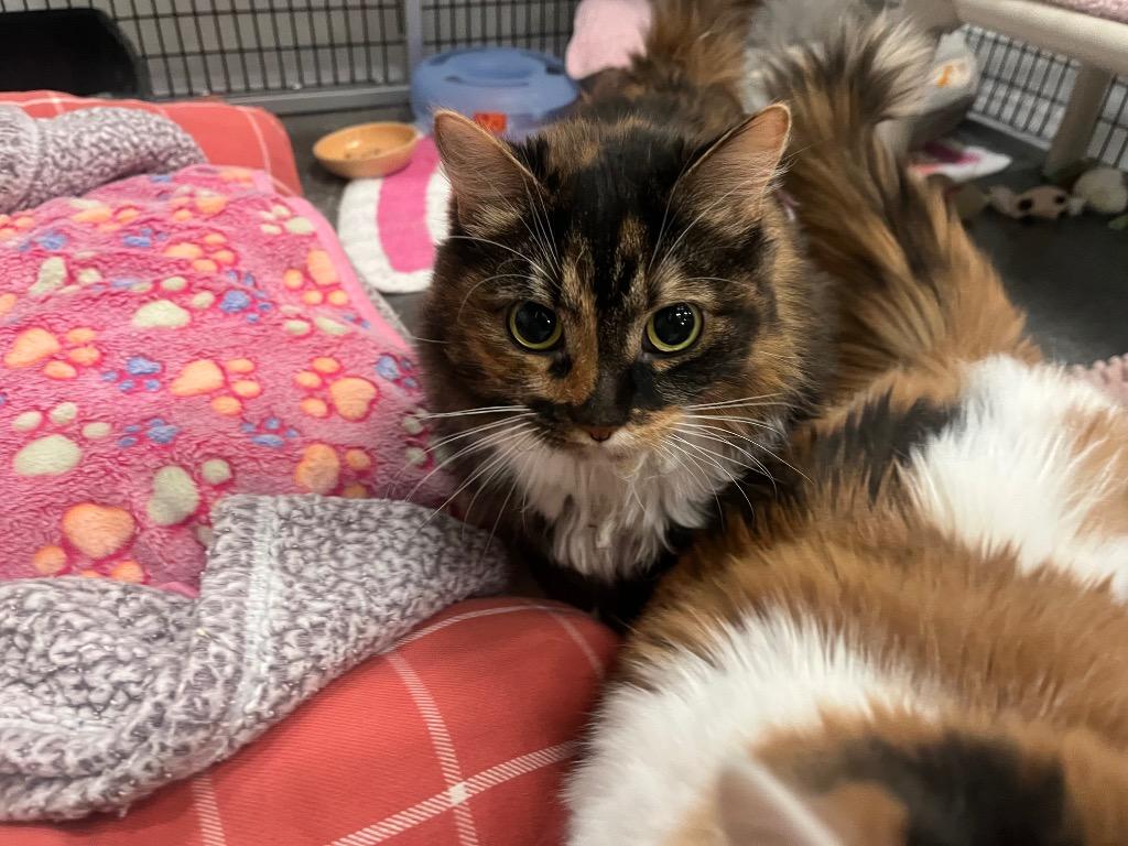 Chianti, Adoptable, Adult Female Domestic Medium Hair.