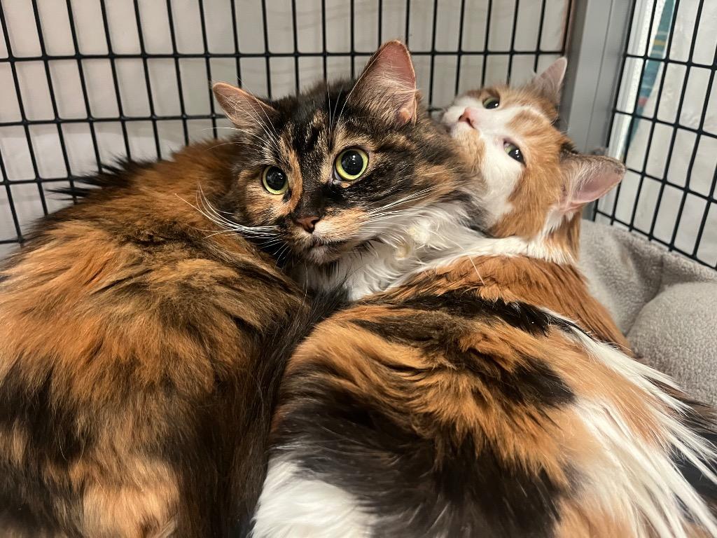 Enlarge Chianti, a Adoptable mixed breed in Raleigh, NC image 2/3