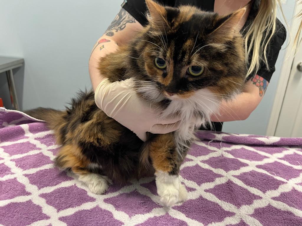 Enlarge Chianti, a Adoptable mixed breed in Raleigh, NC image 3/3