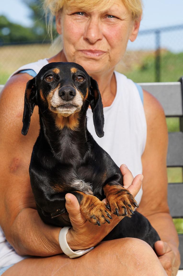 Milicent, adopted, Young Female Dachshund.