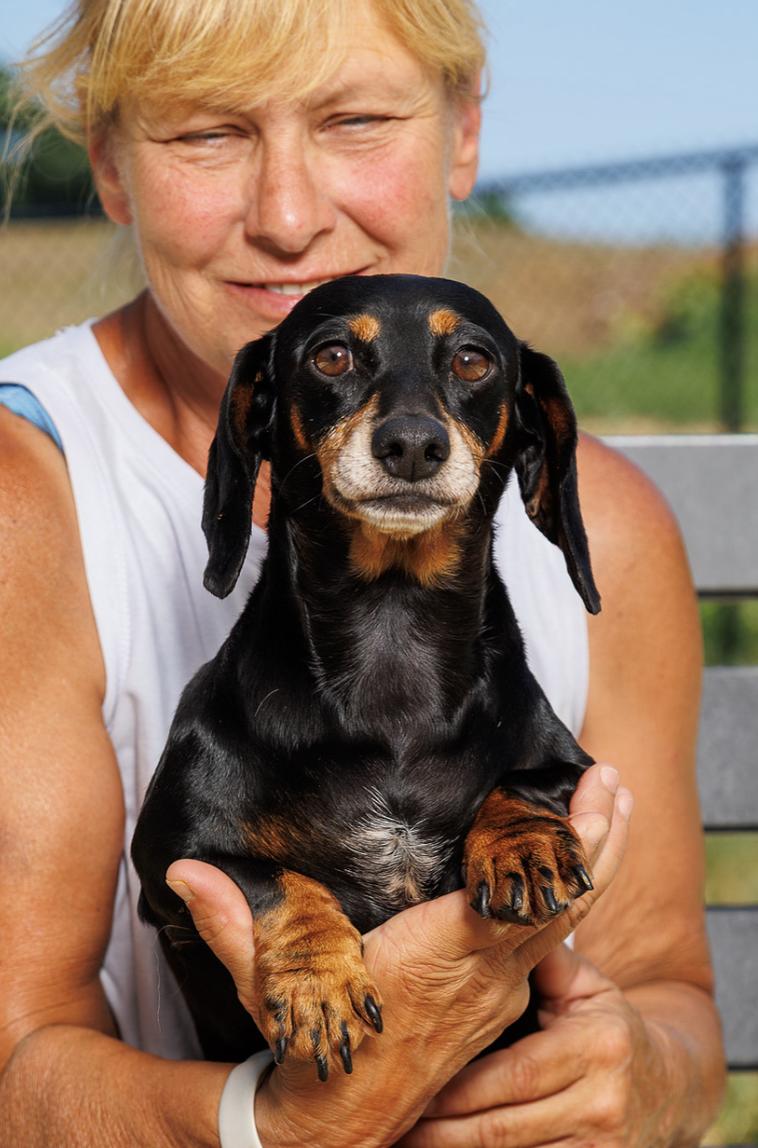 Enlarge Milicent, an adopted Dachshund in Chester Springs, PA image 2/3