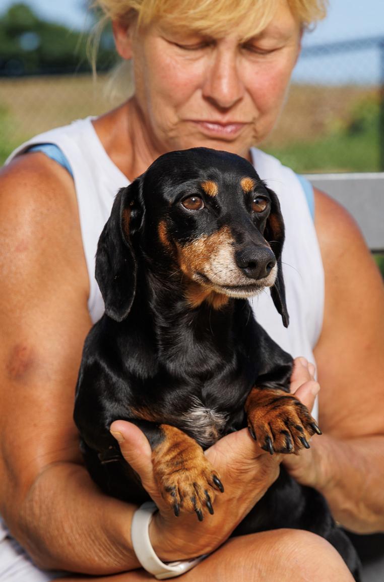 Enlarge Milicent, an adopted Dachshund in Chester Springs, PA image 3/3